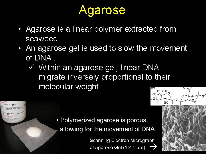 Agarose • Agarose is a linear polymer extracted from seaweed. • An agarose gel