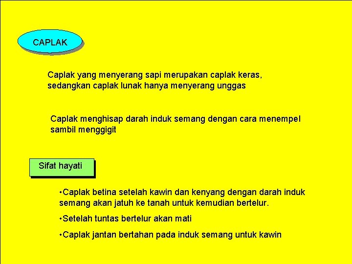 CAPLAK Caplak yang menyerang sapi merupakan caplak keras, sedangkan caplak lunak hanya menyerang unggas