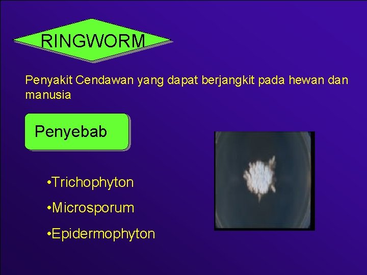 RINGWORM Penyakit Cendawan yang dapat berjangkit pada hewan dan manusia Penyebab • Trichophyton •
