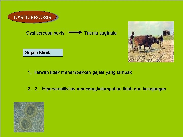 CYSTICERCOSIS Cysticercosa bovis Taenia saginata Gejala Klinik 1. Hewan tidak menampakkan gejala yang tampak