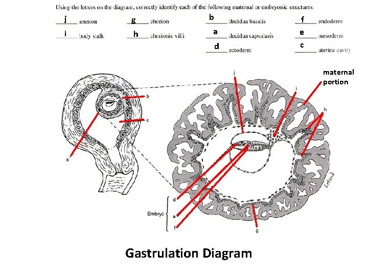 j g i h b a d f e c maternal portion Gastrulation Diagram