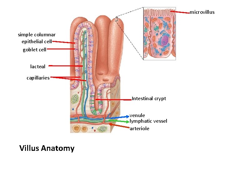 microvillus simple columnar epithelial cell goblet cell lacteal capillaries Intestinal crypt venule lymphatic vessel