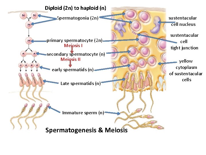 Diploid (2 n) to haploid (n) Spermatogonia (2 n) primary spermatocyte (2 n) Meiosis