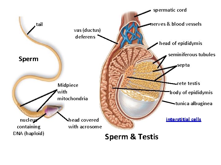 spermatic cord tail vas (ductus) deferens nerves & blood vessels head of epididymis seminiferous