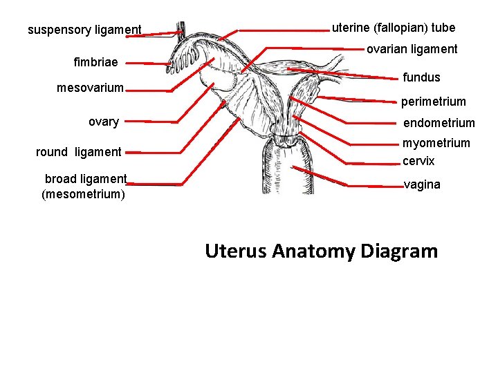 suspensory ligament fimbriae mesovarium uterine (fallopian) tube ovarian ligament fundus perimetrium ovary round ligament