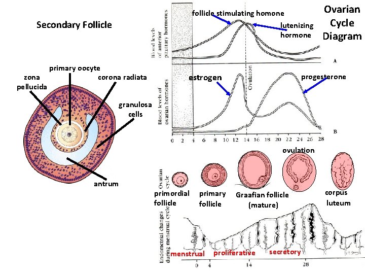 follicle stimulating homone lutenizing hormone Secondary Follicle zona pellucida primary oocyte corona radiata Ovarian