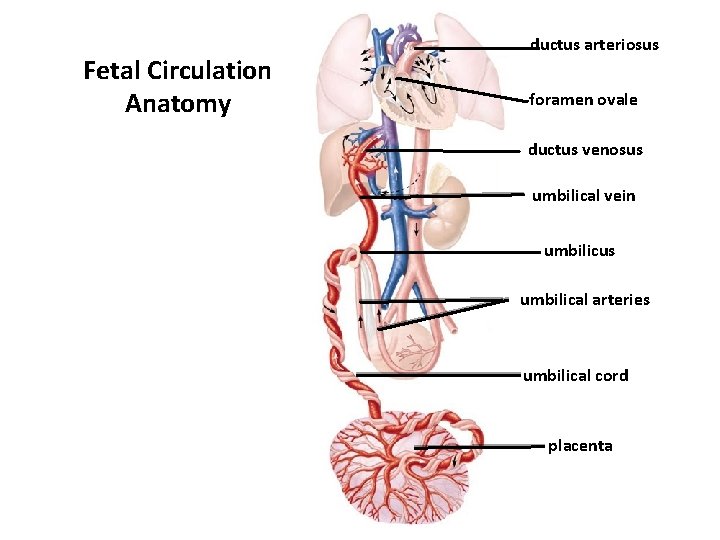 Fetal Circulation Anatomy ductus arteriosus foramen ovale ductus venosus umbilical vein umbilicus umbilical arteries