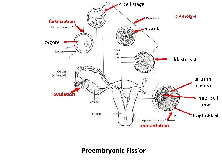 4 cell stage cleavage fertilization morula zygote blastocyst antrum (cavity) ovulation inner cell mass