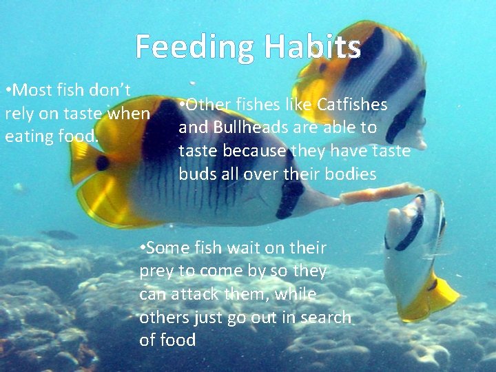 Feeding Habits • Most fish don’t rely on taste when eating food. • Other