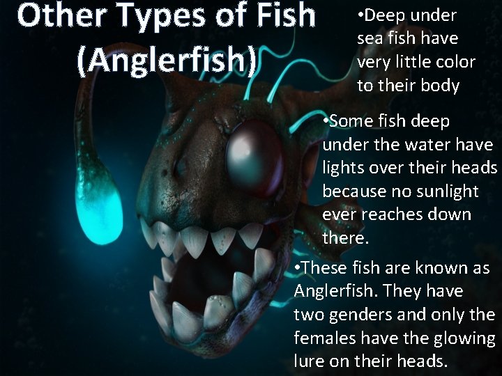 Other Types of Fish (Anglerfish) • Deep under sea fish have very little color