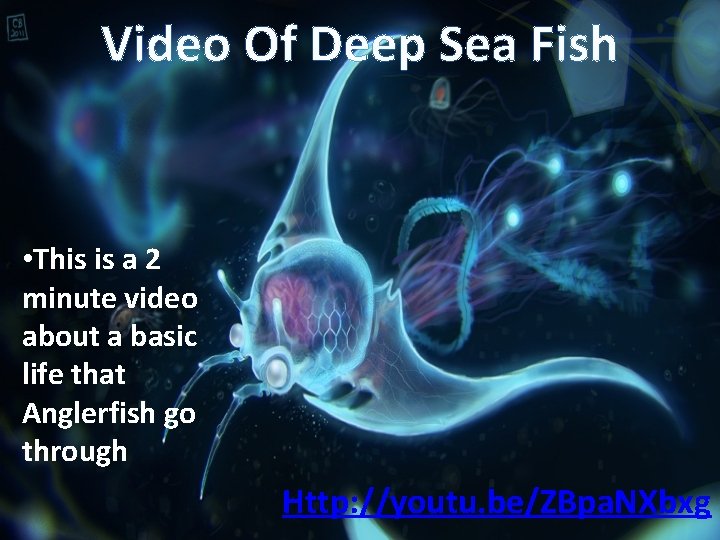 Video Of Deep Sea Fish • This is a 2 minute video about a