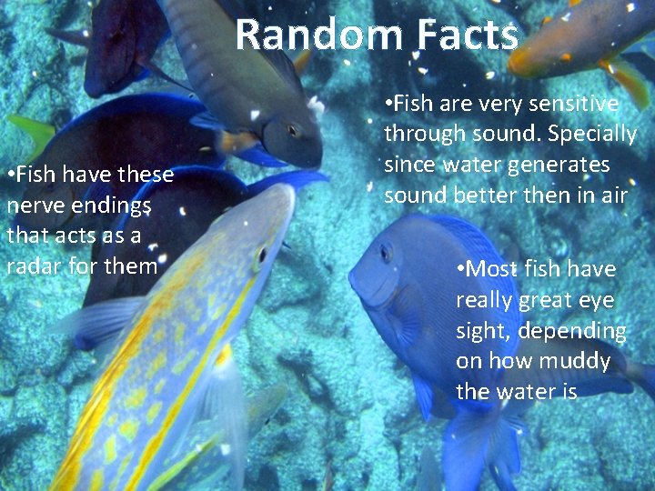 Random Facts • Fish have these nerve endings that acts as a radar for