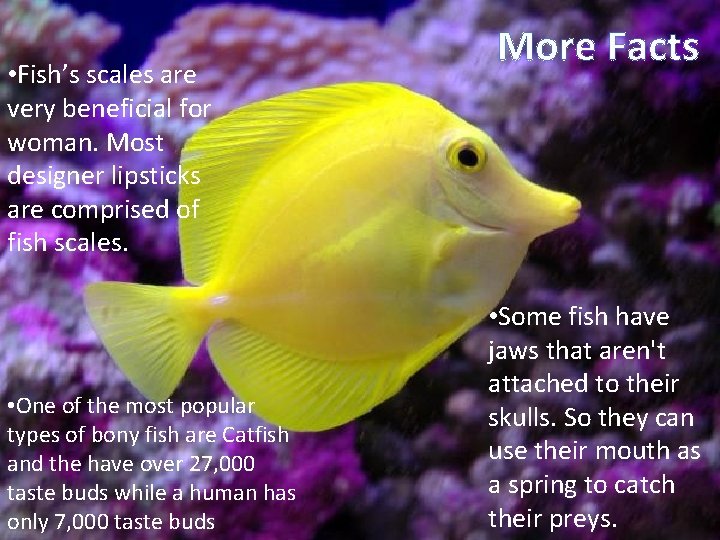  • Fish’s scales are very beneficial for woman. Most designer lipsticks are comprised