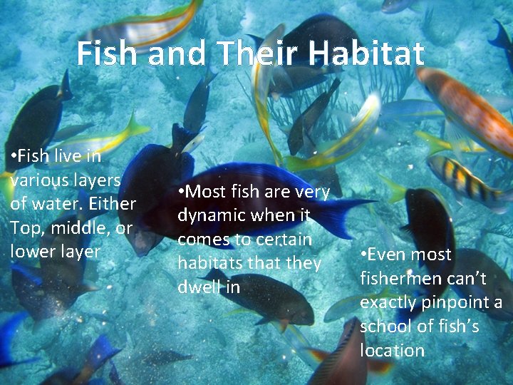 Fish and Their Habitat • Fish live in various layers of water. Either Top,