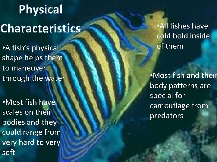 Physical Characteristics • A fish’s physical shape helps them to maneuver through the water