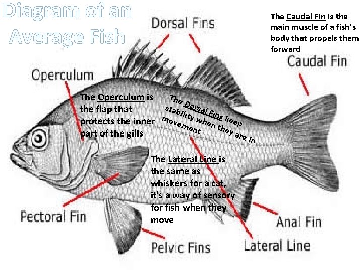 Diagram of an Average Fish The Caudal Fin is the main muscle of a