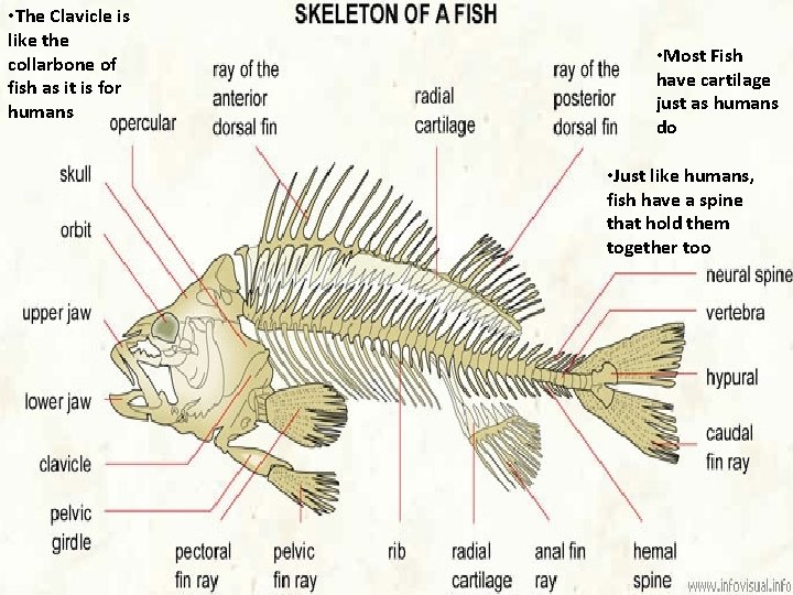  • The Clavicle is like the collarbone of fish as it is for