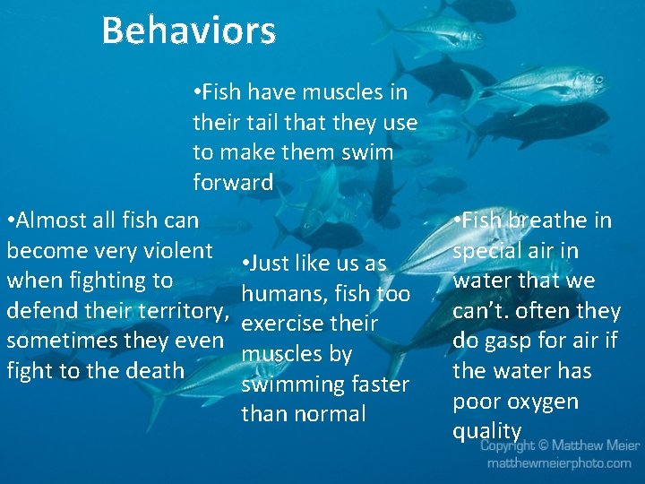 Behaviors • Fish have muscles in their tail that they use to make them