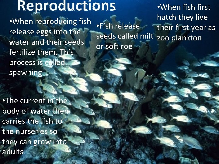 Reproductions • When fish first hatch they live • When reproducing fish • Fish