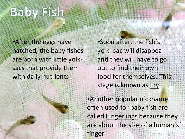 Baby Fish • After the eggs have hatched, the baby fishes are born with