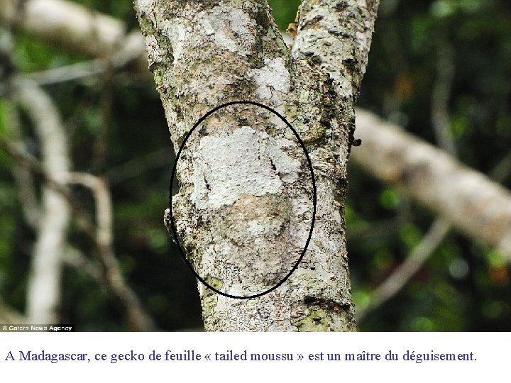 A Madagascar, ce gecko de feuille « tailed moussu » est un maître du