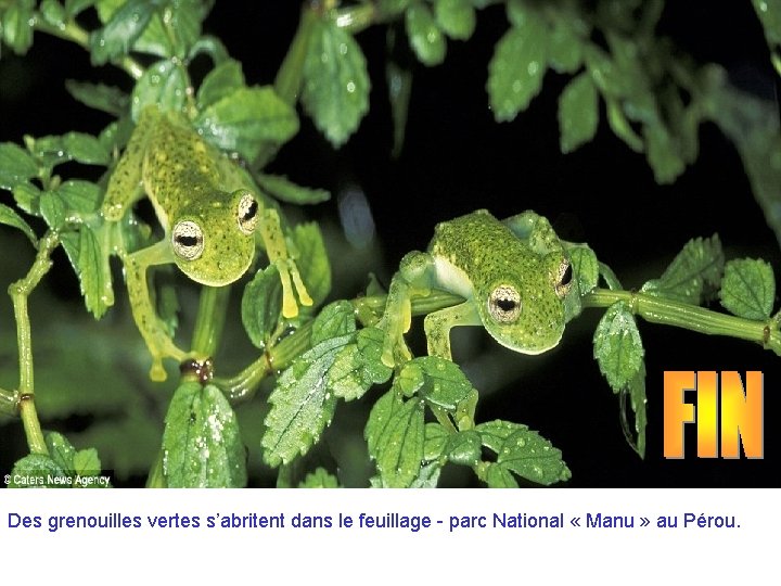 Des grenouilles vertes s’abritent dans le feuillage - parc National « Manu » au