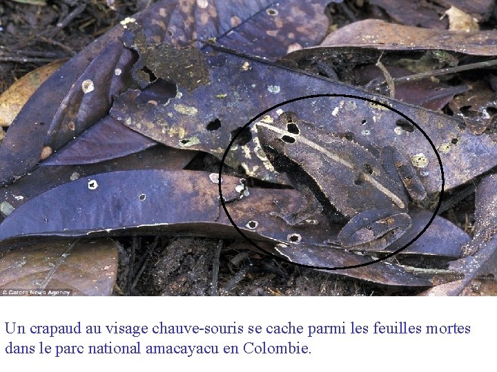 Un crapaud au visage chauve-souris se cache parmi les feuilles mortes dans le parc