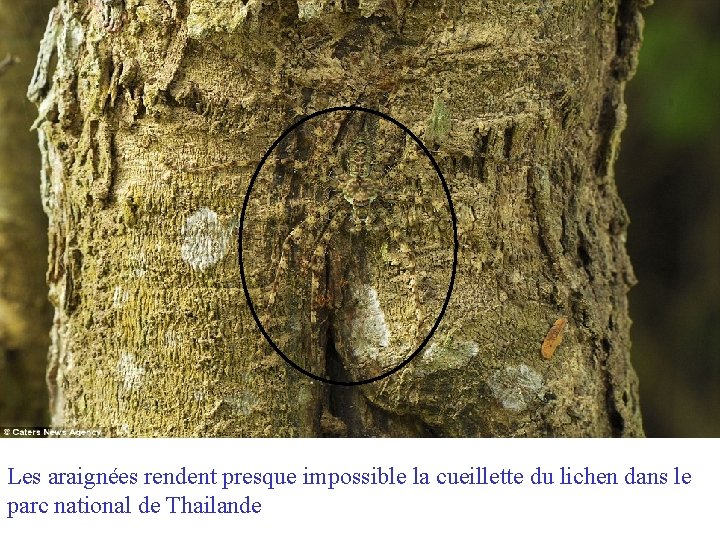 Les araignées rendent presque impossible la cueillette du lichen dans le parc national de