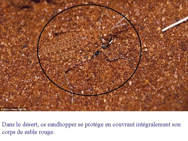 Dans le désert, ce sandhopper se protège en couvrant intégralement son corps de sable