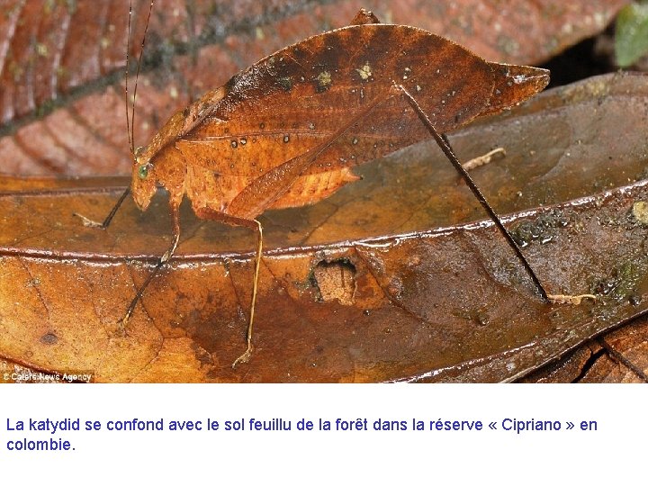 La katydid se confond avec le sol feuillu de la forêt dans la réserve