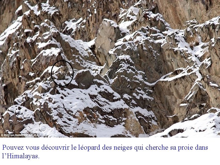 Pouvez vous découvrir le léopard des neiges qui cherche sa proie dans l’Himalayas. 