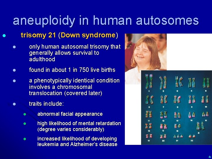 aneuploidy in human autosomes trisomy 21 (Down syndrome) l l only human autosomal trisomy