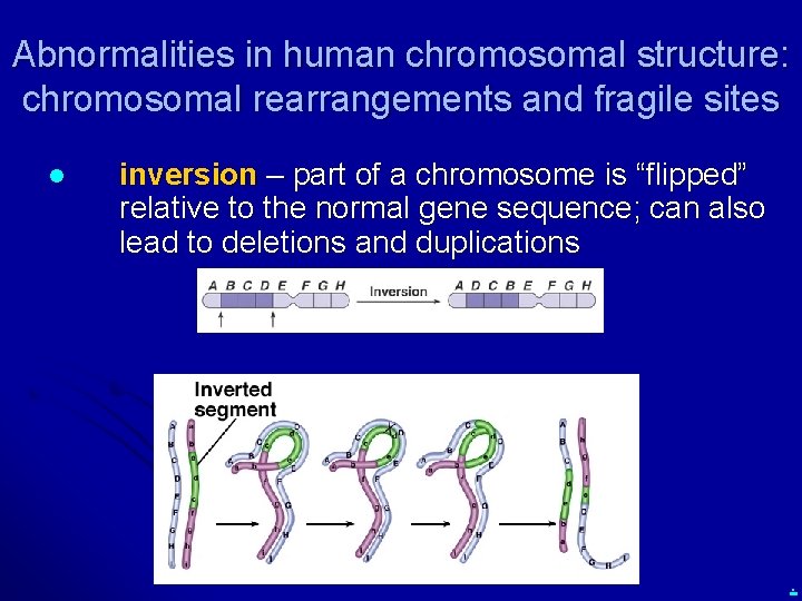 Abnormalities in human chromosomal structure: chromosomal rearrangements and fragile sites l inversion – part
