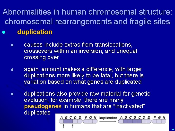 Abnormalities in human chromosomal structure: chromosomal rearrangements and fragile sites duplication l l causes