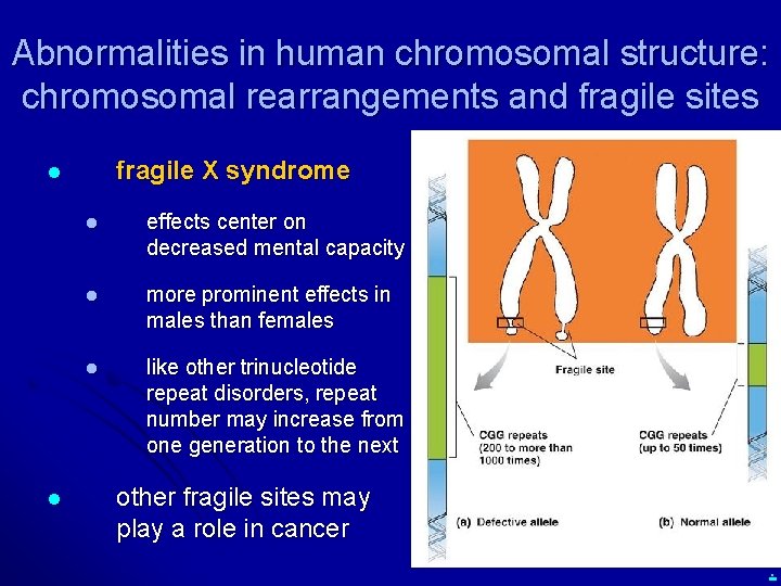 Abnormalities in human chromosomal structure: chromosomal rearrangements and fragile sites fragile X syndrome l