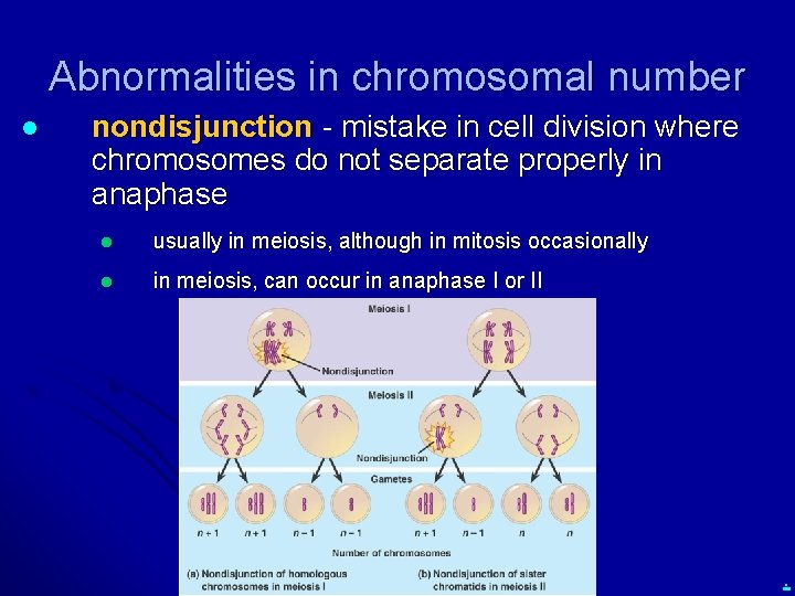 Abnormalities in chromosomal number l nondisjunction - mistake in cell division where chromosomes do