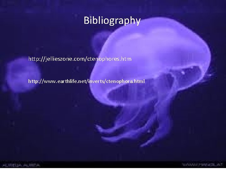 Bibliography http: //jellieszone. com/ctenophores. htm http: //www. earthlife. net/inverts/ctenophora. html 
