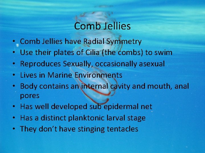 Comb Jellies have Radial Symmetry Use their plates of Cilia (the combs) to swim