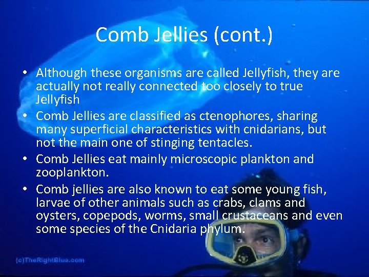 Comb Jellies (cont. ) • Although these organisms are called Jellyfish, they are actually
