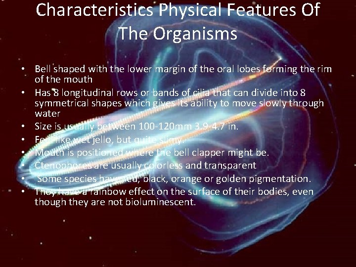 Characteristics Physical Features Of The Organisms • Bell shaped with the lower margin of