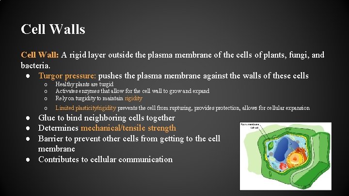 Cell Walls Cell Wall: A rigid layer outside the plasma membrane of the cells