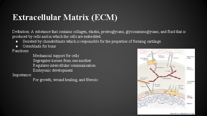 Extracellular Matrix (ECM) Definition: A substance that contains collagen, elastin, proteoglycans, glycosaminoglycans, and fluid