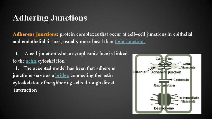 Adhering Junctions Adherens junctions: protein complexes that occur at cell–cell junctions in epithelial and
