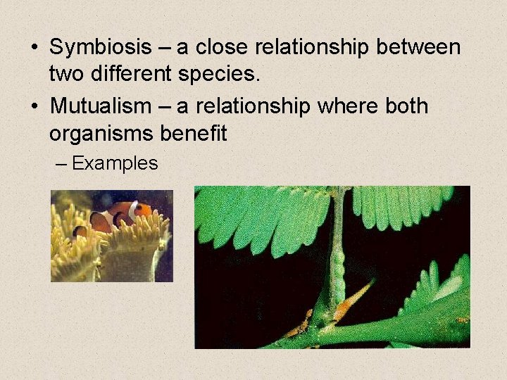  • Symbiosis – a close relationship between two different species. • Mutualism –