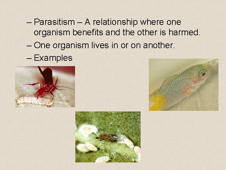 – Parasitism – A relationship where one organism benefits and the other is harmed.