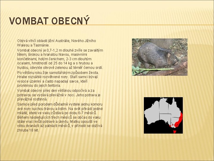 VOMBAT OBECNÝ • • • Obývá vlhčí oblasti jižní Austrálie, Nového Jižního Walesu a