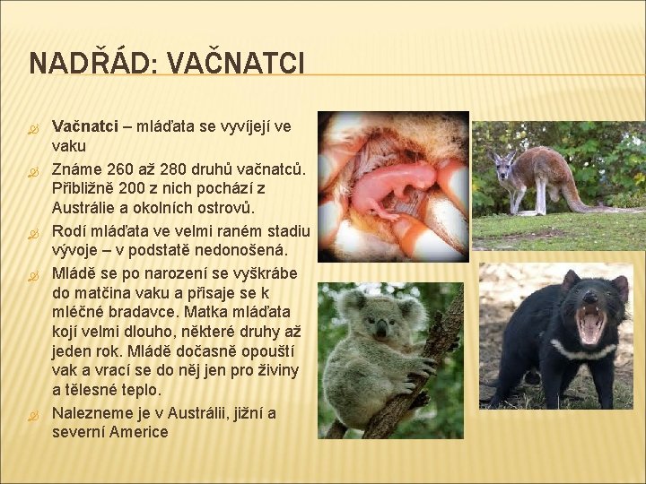 NADŘÁD: VAČNATCI Vačnatci – mláďata se vyvíjejí ve vaku Známe 260 až 280 druhů