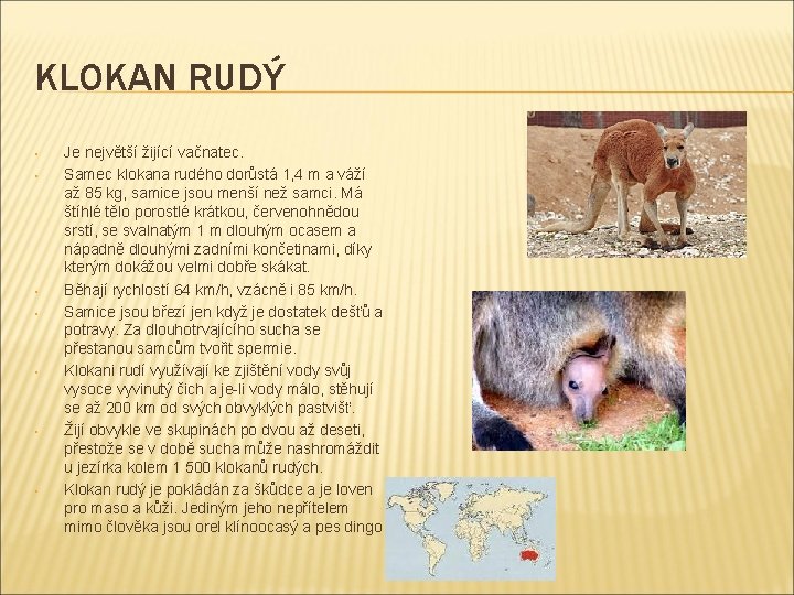 KLOKAN RUDÝ • • Je největší žijící vačnatec. Samec klokana rudého dorůstá 1, 4