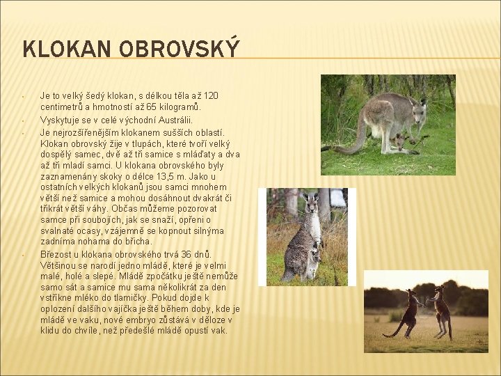 KLOKAN OBROVSKÝ • • Je to velký šedý klokan, s délkou těla až 120