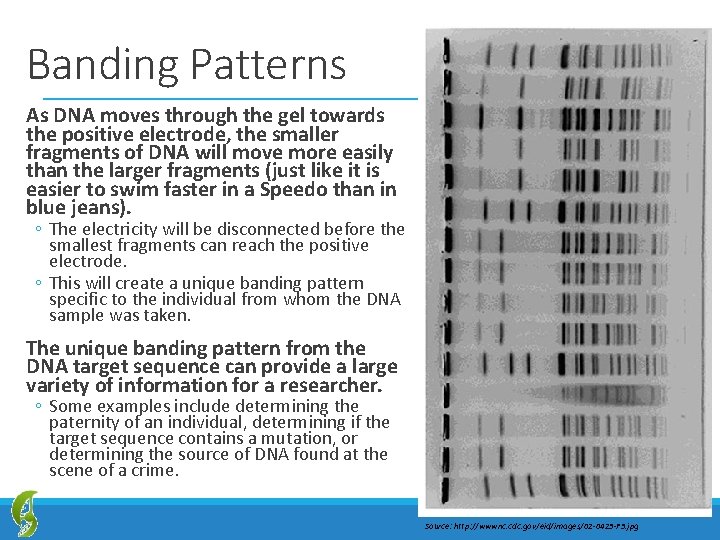 Banding Patterns As DNA moves through the gel towards the positive electrode, the smaller